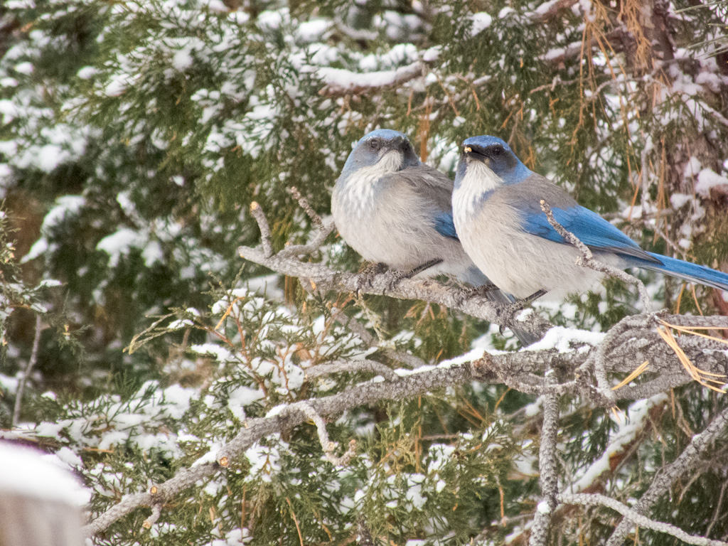 a pair of mountain jays
